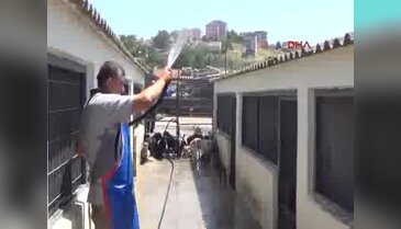 Çorlu'da hayvanlara sıcak havada hortumlu serinlik