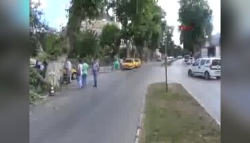 171 yaşındaki anıt ağacının dalı koptu, vatandaşlar şifalı diye yapraklarını topladı