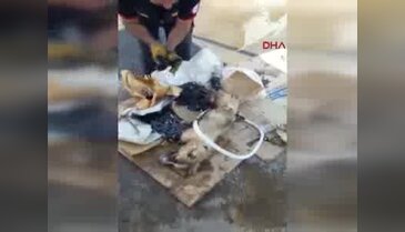 Şanlıurfa'da zifte yapışan köpeği itfaiye kurtardı
