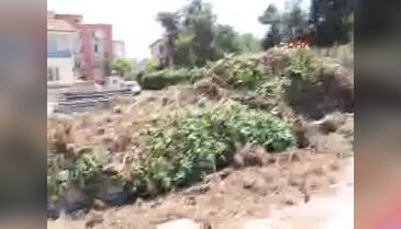 Gaziantep'te STK'lardan ağaç kesimine protesto