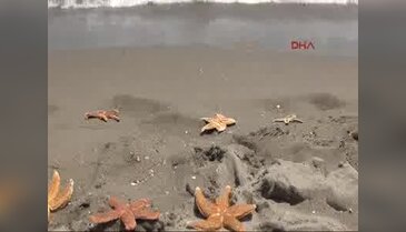 Tekirdağ'da yüzlerce deniz yıldızı ölü olarak karaya vurdu