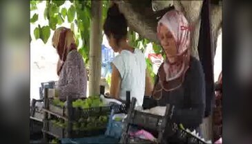 Turgutlu'nun yediveren incirini ihracat vurdu