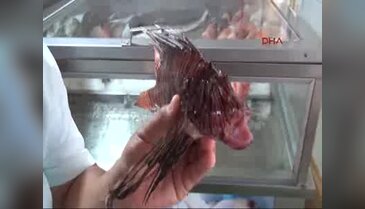 Gazipaşa'da zehirli aslan balığı yakalandı