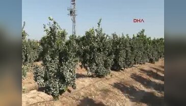 Adana'da üreticiler Putin'e mektubu olumlu buldu