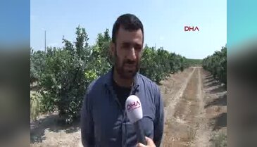 Adana'da üreticiler Putin'e mektubu olumlu buldu