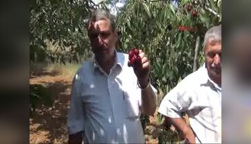 Kirazda fiyat düşük, üretici mutsuz
