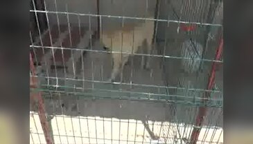 Gaziantep'te, Kangal köpeği, dişi köpekle kandırarak çaldılar