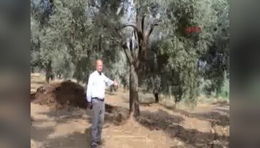 Ödemiş'te dolu sürprizi, arazilere zarar verdi