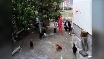 Beslediği tavuklarından biri 3 sarılı yumurta yumurtladı
