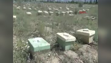 Türkiye'de arı üretimi çok düşük