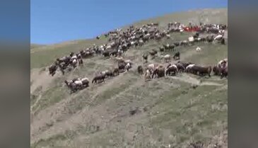 Muş'ta koyun kırkma zamanı
