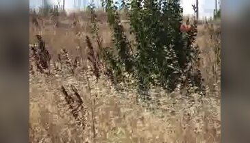 Büyükçekmece'de bavuldan ceset çıktı - 2