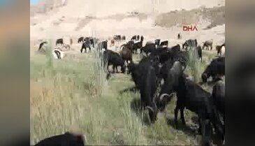 Bataklıkta mahsur kalan eşek kurtarıldı