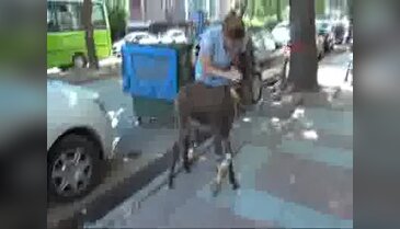 Kazada yaralanan sıpa, mahallenin maskotu oldu