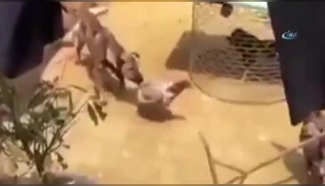 Tavuklar birbirine girdi, köpek de gerginlikten nasibini aldı