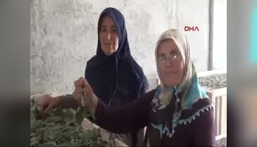Devlet destek oldu, 2 ev kadını ipek böceği yetiştirmeye başladı