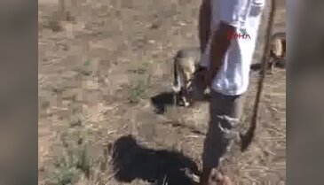 Ceset sanıldı, köpek leşi çıktı