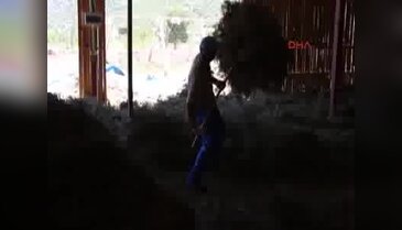 Lisinia'da kekikten yağ üretimine başlandı