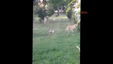 Bursa'da köpekler koyun sürüsüne saldırdı