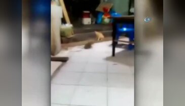 Dev fareler birbirine girdi, kedi şaşkınlıkla izledi