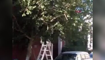 Ağaçtaki arılar işlek caddeyi hareketlendirdi