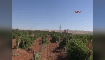 Bahçede toplanan organik meyveler yoksula dağıtıyor