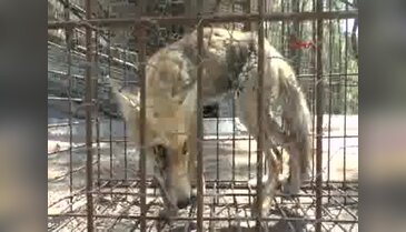 Yaralı yavru tilki tedaviye alındı