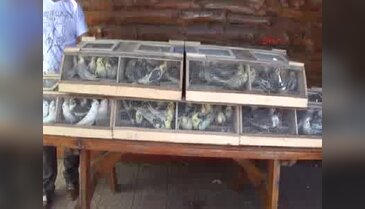 İran'a götürülmek istenen 150 papağana el kondu