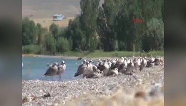 Van Gölü'nde martıların yaşam mücadelesi