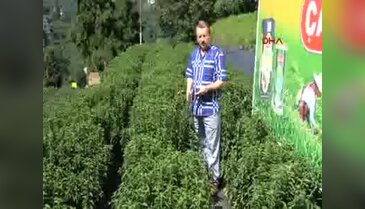 Doğu Karadeniz yeni bir tarım ürünü ile tanıştı: Rize şekeri