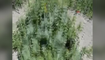 Tüketiciye Kırkağaç kavunu uyarısı