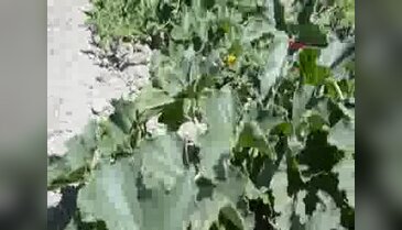 Tüketiciye Kırkağaç kavunu uyarısı - 2