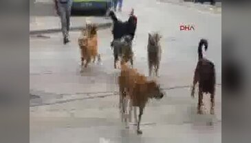 Kavga eden köpekleri ayırmak isterken demir çubukla saldırdı