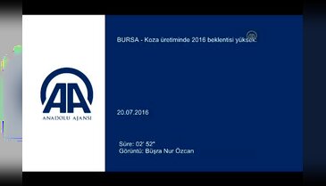 Bursa'da koza üretiminde 2016 beklentisi yüksek