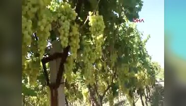 Manisa Alaşehir'de üzüm hasat dönemi başladı