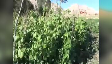 Gazipaşa'da yayla ürünlerinde hasat başladı