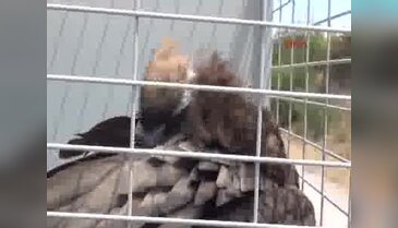 Kara akbabalar doğaya salındı