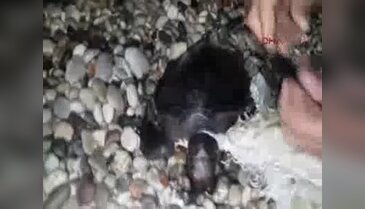 Caretta caretta operasyonu