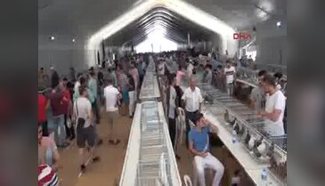 Fuarda 5 bin dolara satılan horoz ilgi odağı oldu