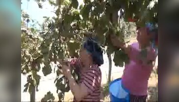 Fındık bahçesine giren üreticinin gözü fiyatta