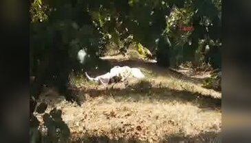 Fındık toplayan annesini ve kız kardeşini öldürdü
