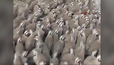 Çanakkale'de 1000 keklik doğaya salındı