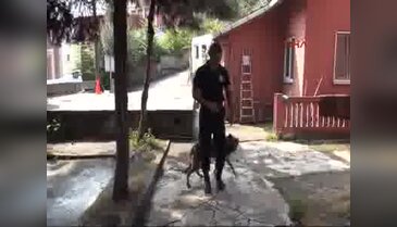 Zonguldak'ta AFAD köpekleri her an göreve hazır