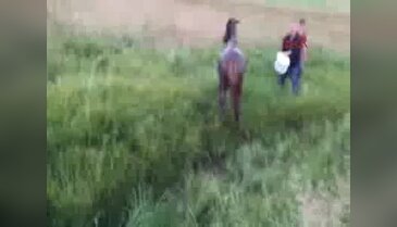 Arılar saldırdıkları atı öldürdü