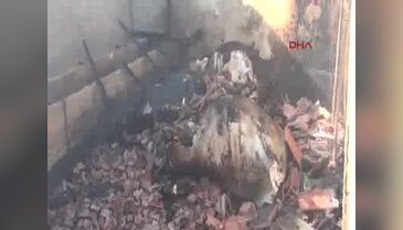Bursa'da yanan samanlıktaki hayvanlar telef oldu