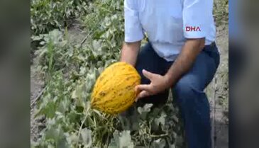 Kırkağaç kavununda hasat başladı