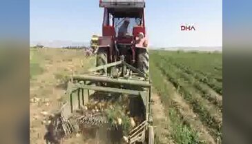 Sandıklı'da patates hasadı bu yıl da sıkıntılı
