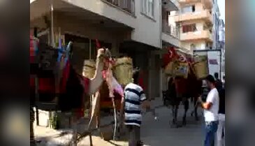 Deve kervanıyla çeyiz taşıdılar