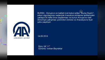 Bursa'da siyah incir ihracatında "erkenci ürün" zararı