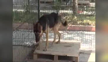 Barınaktaki köpekler fıskiye sistemiyle serinliyor